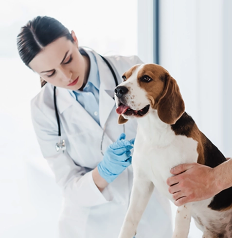 Güzelyalı Veteriner